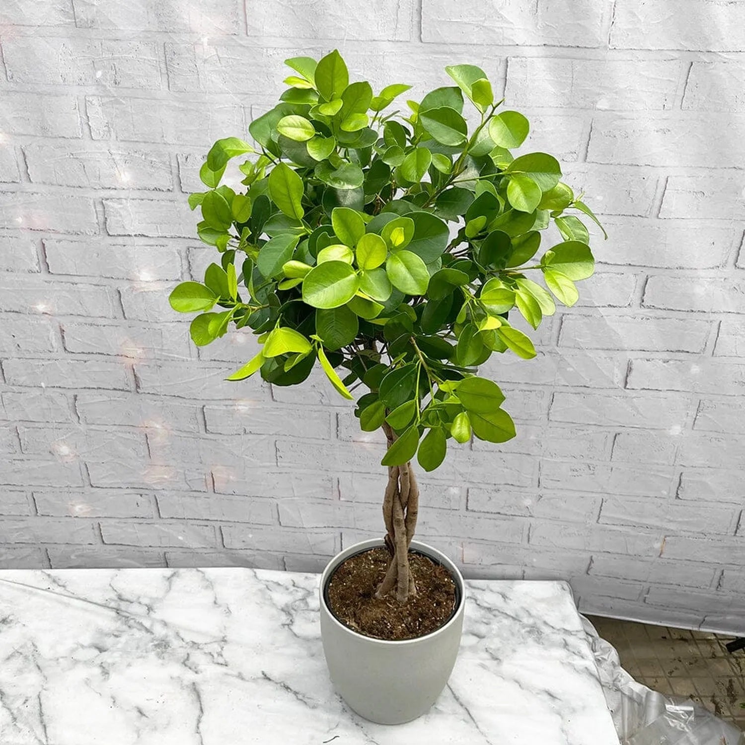 90 - 120cm Braided Ficus Microcarpa Moclame Tree Rubber Plant 21cm Pot House Plant