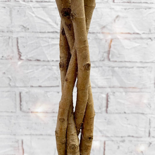90 - 120cm Braided Ficus Microcarpa Moclame Tree Rubber Plant 21cm Pot House Plant