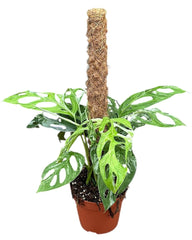 Monstera Adansonii Indonesian Marble House Plant 17cm Pot