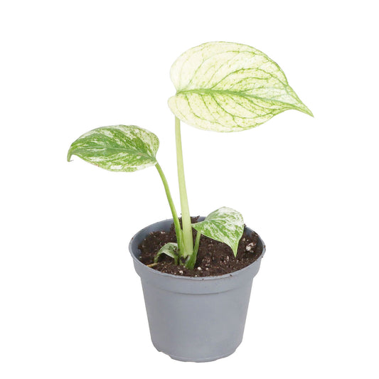 Monstera White Monster 6cm Pot House Plant