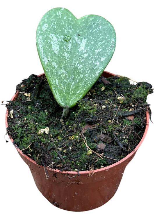 Hoya Kerri Splash 10.5cm Pot 15cm Height House Plant