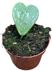 Hoya Kerri Splash 10.5cm Pot 15cm Height House Plant