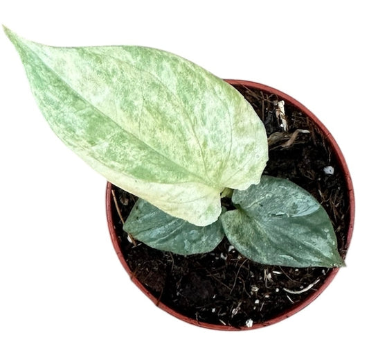 Amydrium Medium Silver Variegata House Plant 6cm Pot