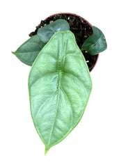 Alocasia Puncak Borneensis 8cm Pot 15cm Height House Plant