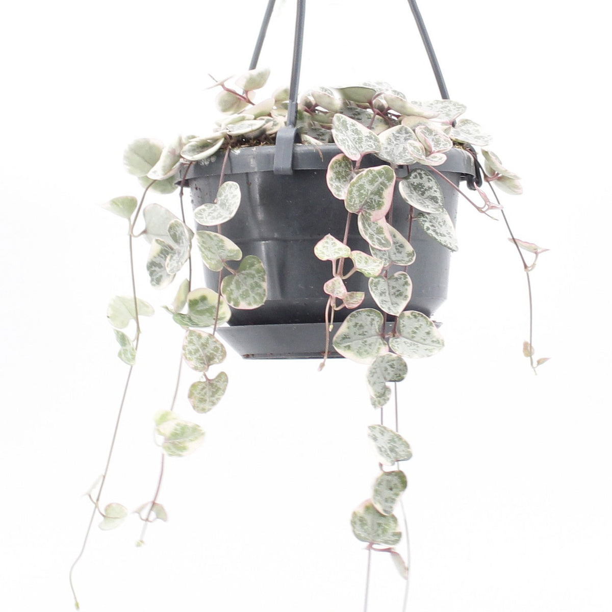 20 - 30cm Variegated String of Hearts Ceropegia Woodii in 10.5cm Hanging Pot
