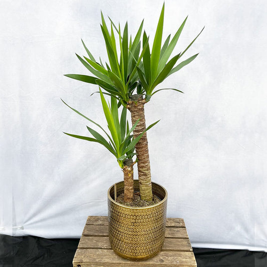 95 - 105cm Yucca Elephantipes (2 Stem) 21cm Pot House Plant 