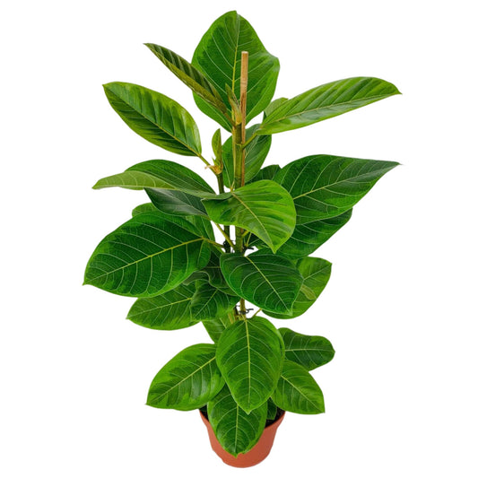 95 - 110cm Ficus Altissima with 2 Stems Rubber Plant 21cm Pot House Plant House Plant