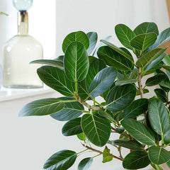 95 - 110cm Ficus Audrey Petite Tree Rubber Plant 24cm Pot House Plant