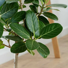 95 - 110cm Ficus Audrey Petite Tree Rubber Plant 24cm Pot House Plant