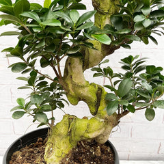 95 - 110cm Ficus Ginseng Bonsai S Type XL Rubber Plant in 27cm Pot