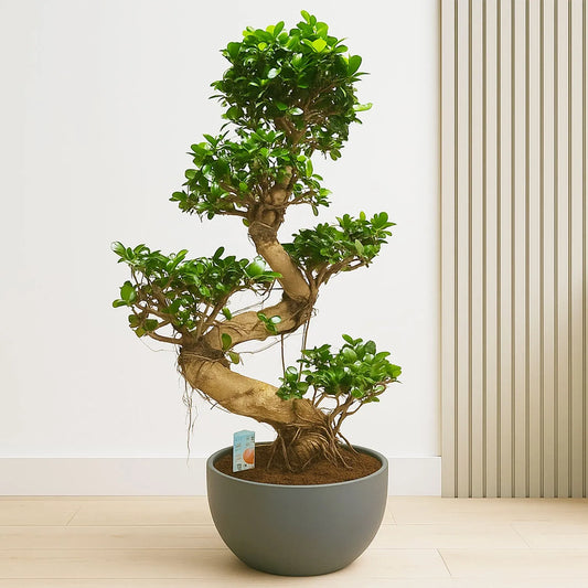 95 - 110cm Ficus Ginseng Bonsai S Type XL Rubber Plant in 27cm Pot