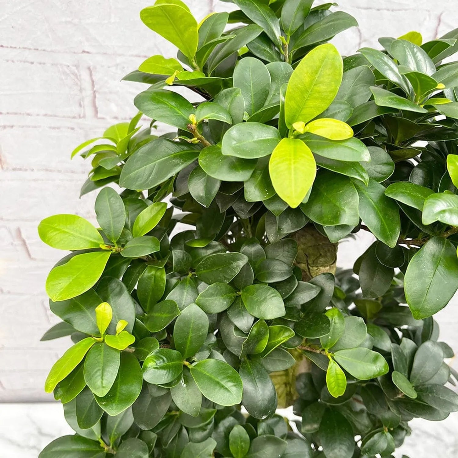 95 - 110cm Ficus Ginseng Bonsai S Type XL Rubber Plant in 27cm Pot