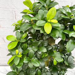 95 - 110cm Ficus Ginseng Bonsai S Type XL Rubber Plant in 27cm Pot