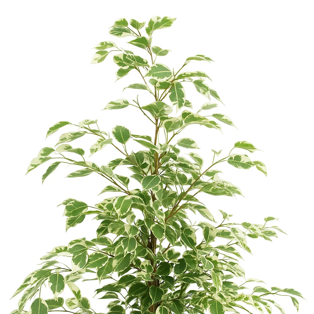 95 - 110cm Ficus Profit Rubber Plant 21cm Pot House Plant