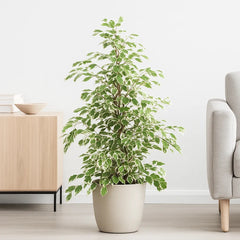 95 - 110cm Ficus Profit Rubber Plant 21cm Pot House Plant