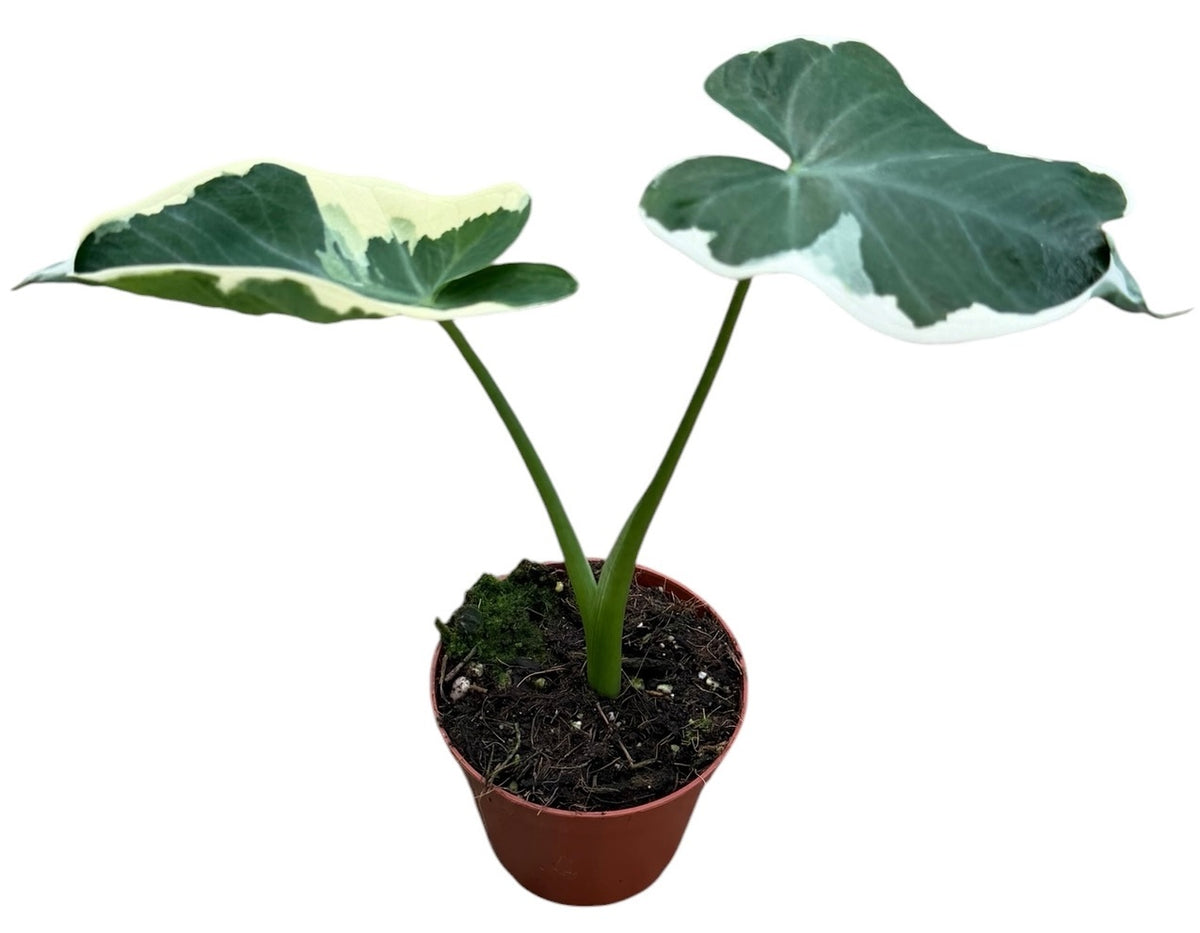 Alocasia Mickey Mouse 8cm Pot 10cm Height House Plant