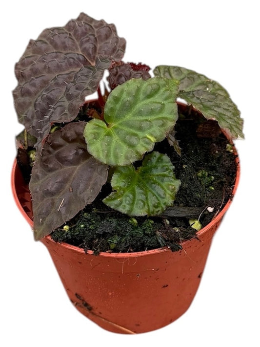 Begonia Black Mountain 8cm Pot 15cm Height House Plant