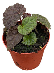 Begonia Black Mountain 8cm Pot 15cm Height House Plant