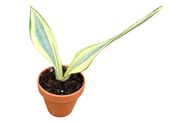 Sansevieria Moonshine Splash Variegata 8cm Pot House Plant  Plants For All  Seasons
