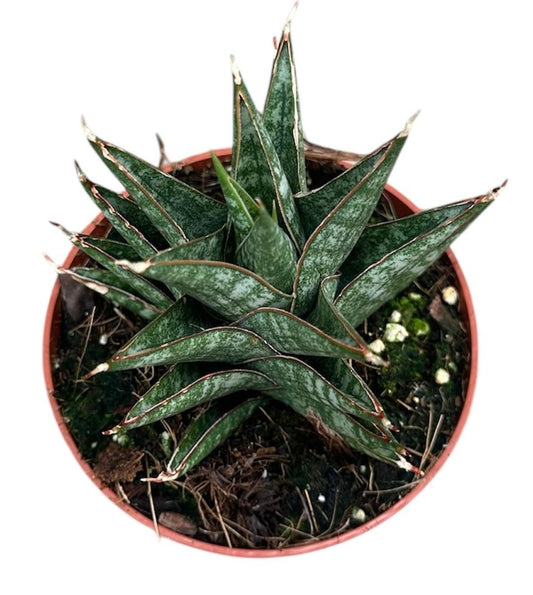 Sansevieria Table Mountain House 8cm Pot House Plant