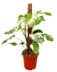 50 - 70cm Monstera Variegata Albo on Mosspole Variegata Variegated Cheese Plant 21cm Pot House Plant