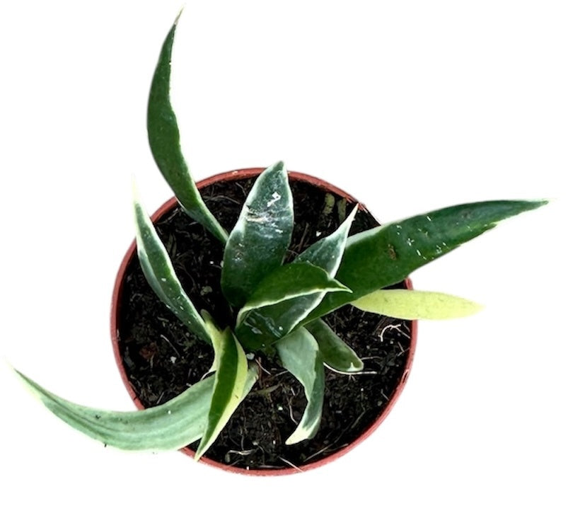 Hoya Tsangii Albomarginata House Plant 6cm Pot