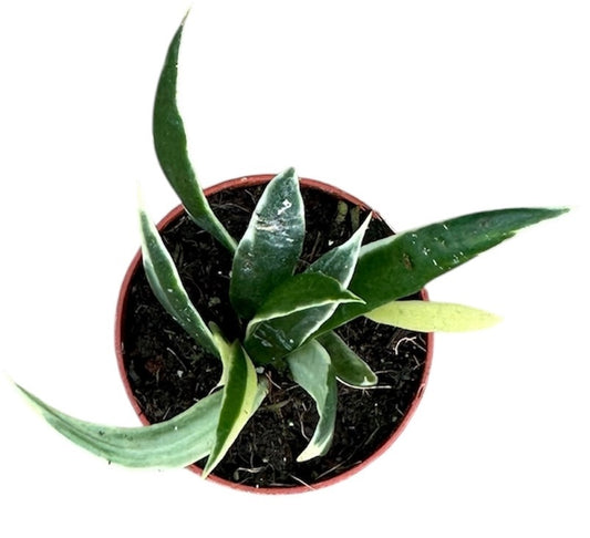 Hoya Tsangii Albomarginata House Plant 6cm Pot