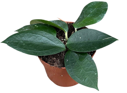 Hoya sp Timor 10.5cm Pot 10cm Height House Plant