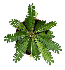 Biophytum Sensitivum 9cm Pot 15cm Height House Plant