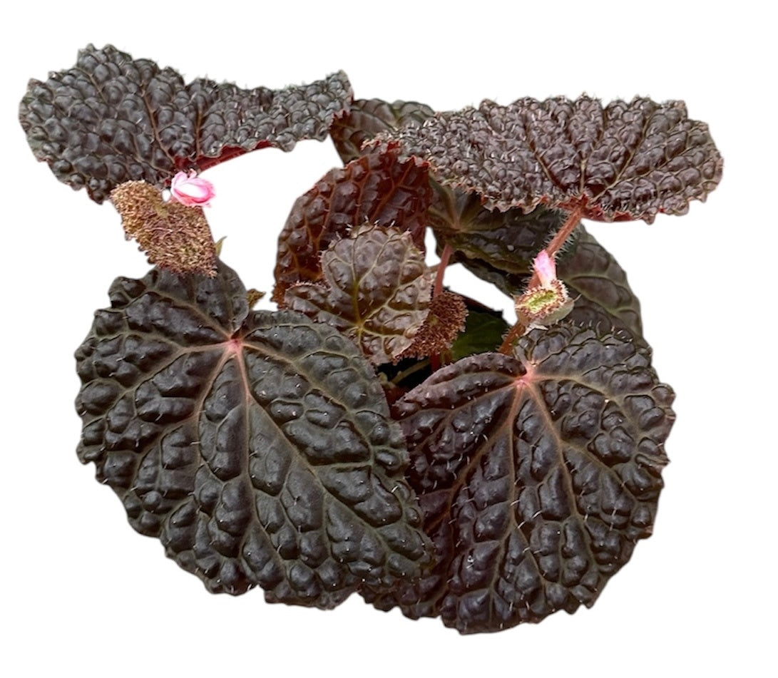 Begonia Baik x Dracopelta 8cm Pot 15cm Height House Plant