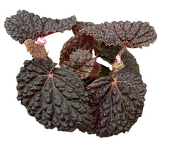 Begonia Baik x Dracopelta 8cm Pot 15cm Height House Plant