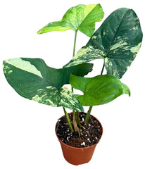 Syngonium Aurea 9cm Pot 15cm Height House Plant