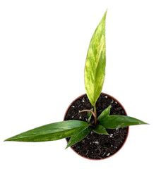 Philodendron Caramel Marble 8cm Pot House Plant