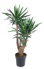 135 - 145cm Yucca 4 Arm Palm Plant Fig 31cm Pot House Plant
