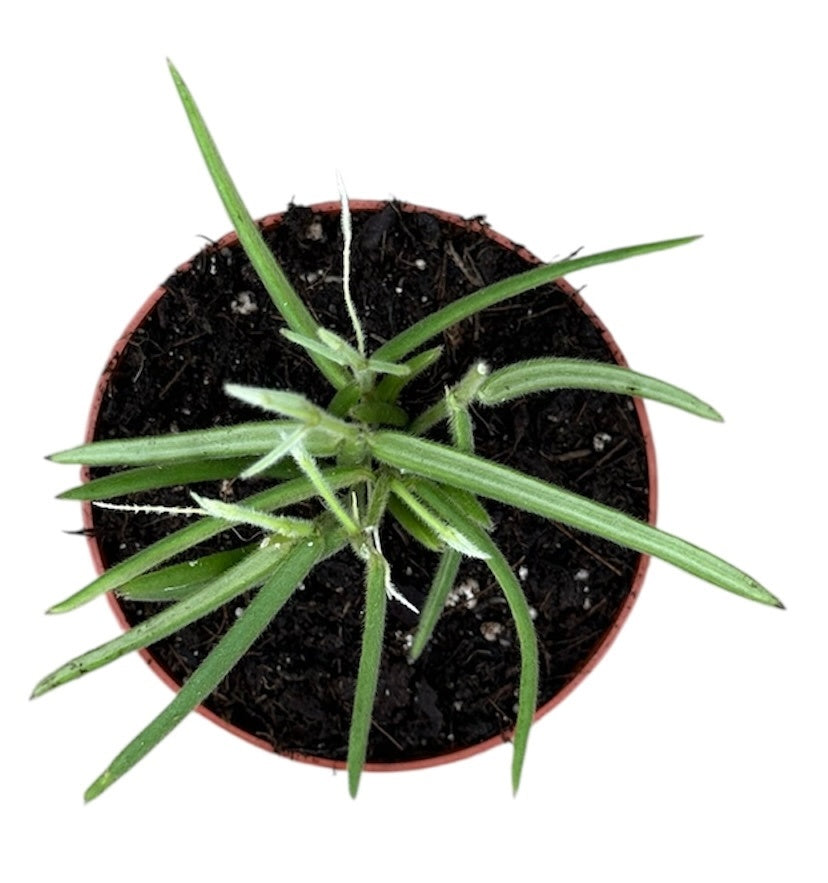 Hoya Linearis 8cm Pot 10cm Height House Plant