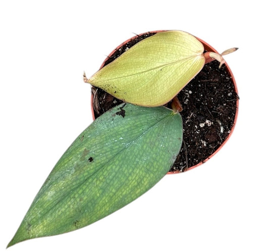 Philodendron Burle Marx Fantasy 8cm Pot 15cm Height House Plant