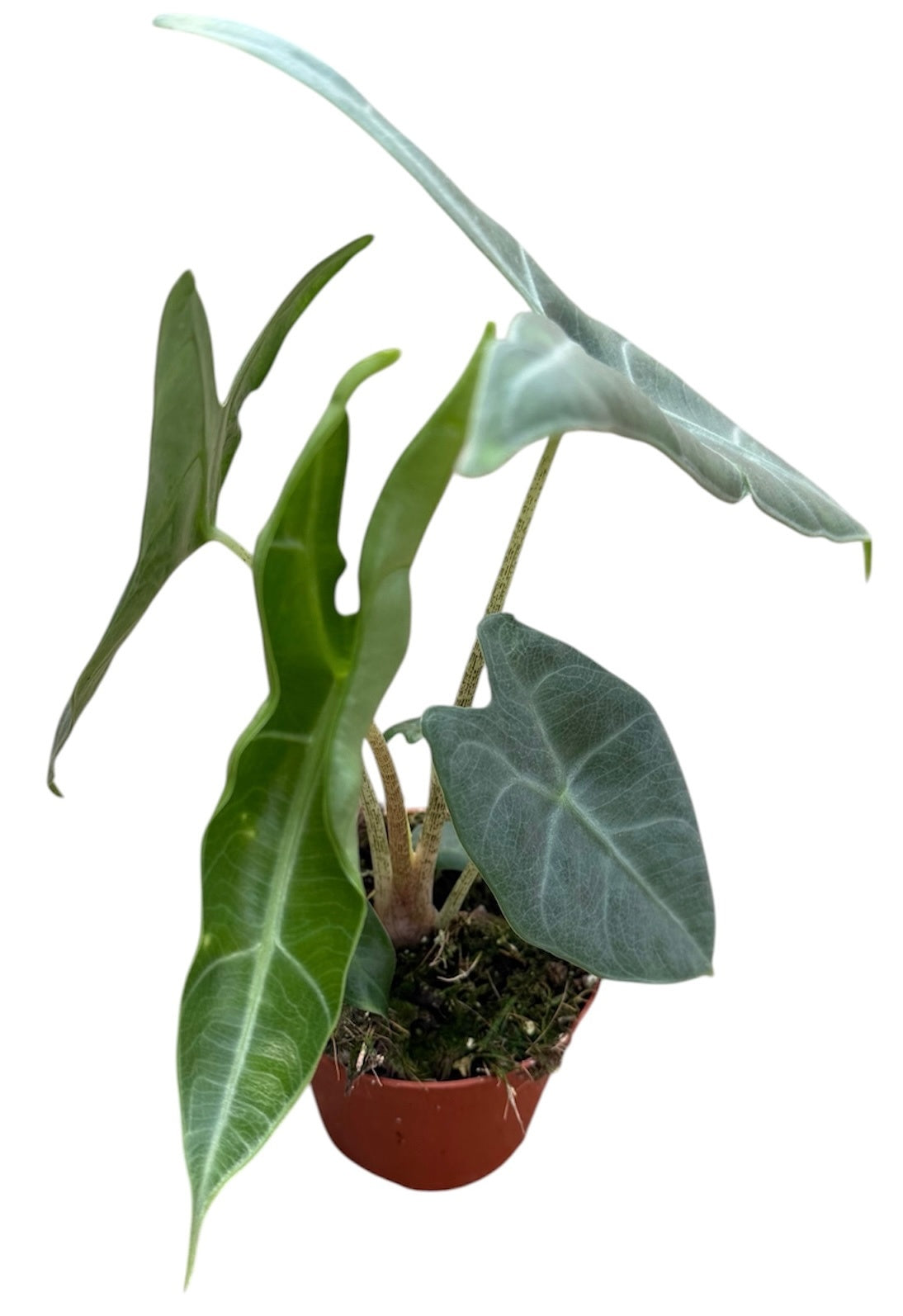 Alocasia Longiloba Silver Crown 8cm Pot 10cm Height House Plant