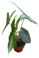 Alocasia Longiloba Silver Crown 8cm Pot 10cm Height House Plant