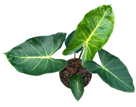 Alocasia New Guinea Gold 17cm Pot 45cm Height House Plant