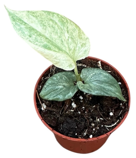 Amydrium Medium Silver Variegata House Plant 6cm Pot
