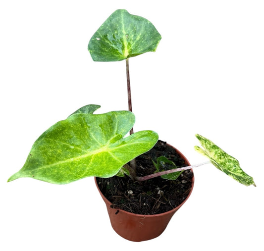Alocasia New Guinea Gold House Plant 8cm Pot
