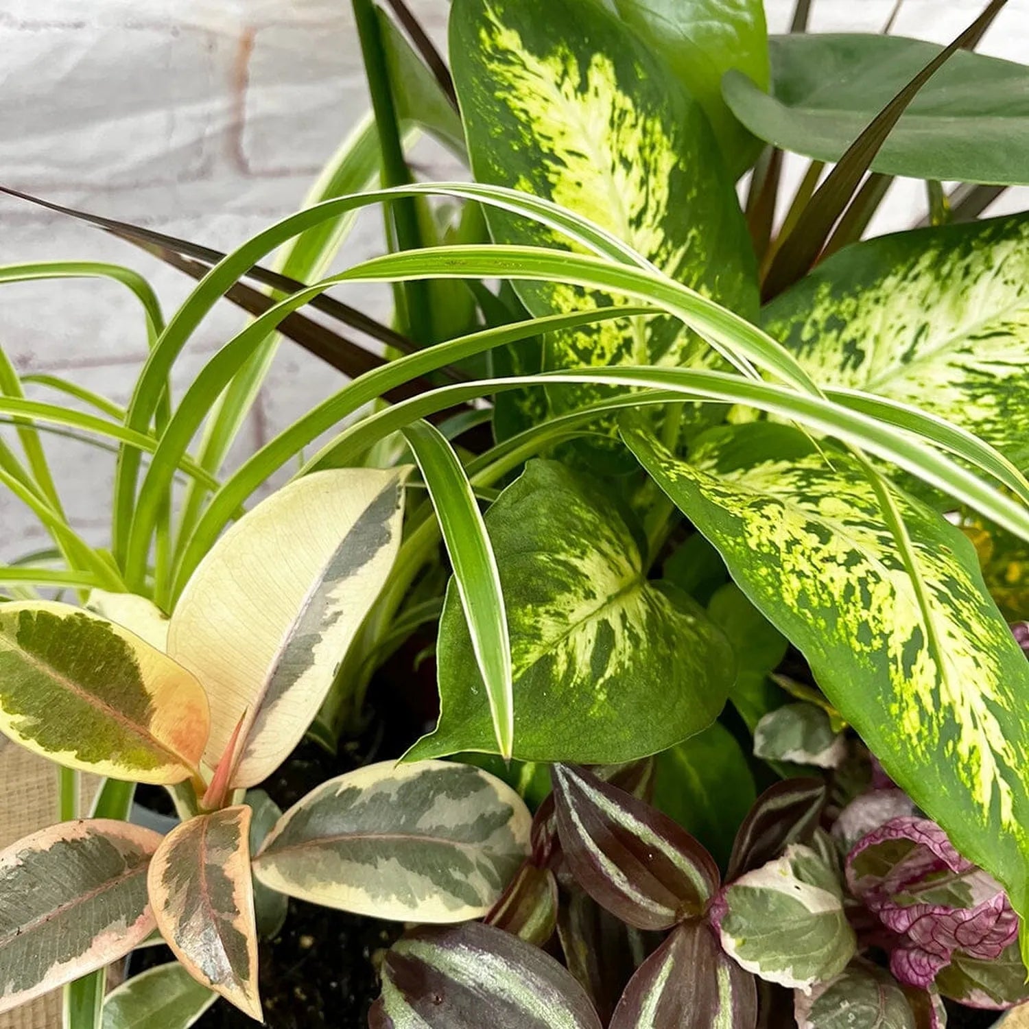 pot plants with 9 leaves 9x Houseplant Collection in 9cm Pots – Plants For All Seasons