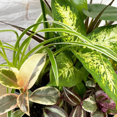 9x Houseplant Collection in 9cm Pots