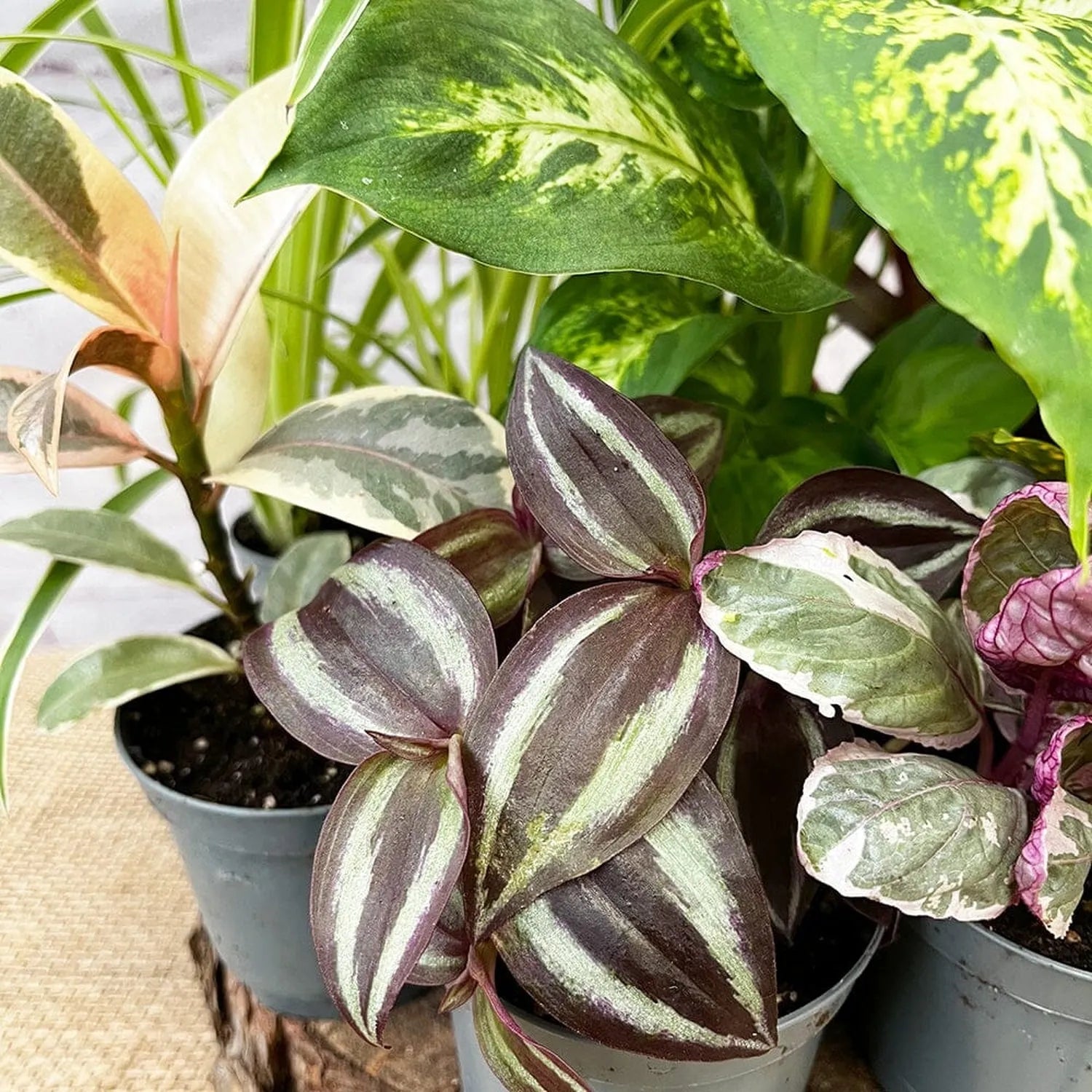 9x Houseplant Collection in 9cm Pots