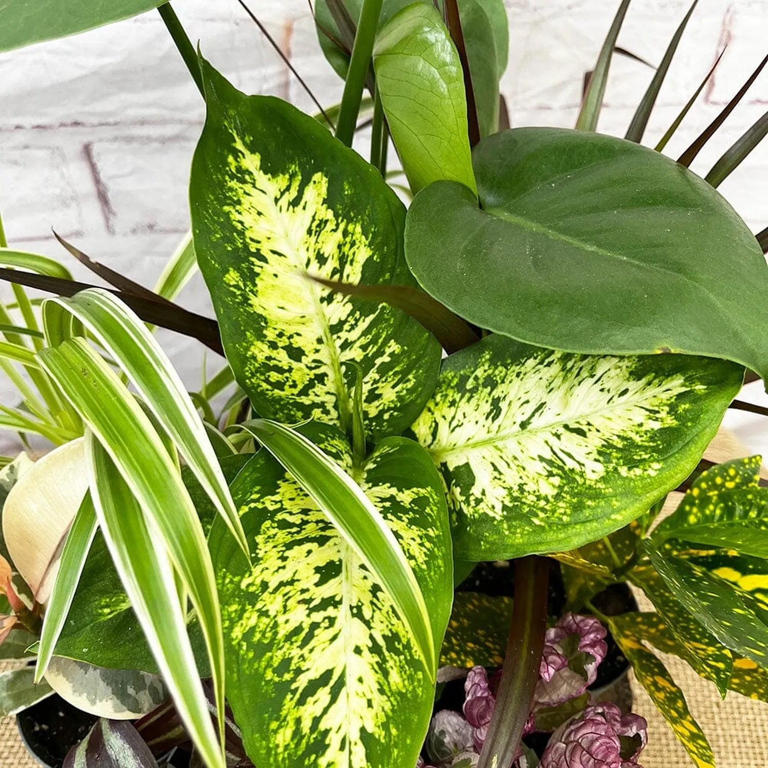 9x Houseplant Collection in 9cm Pots