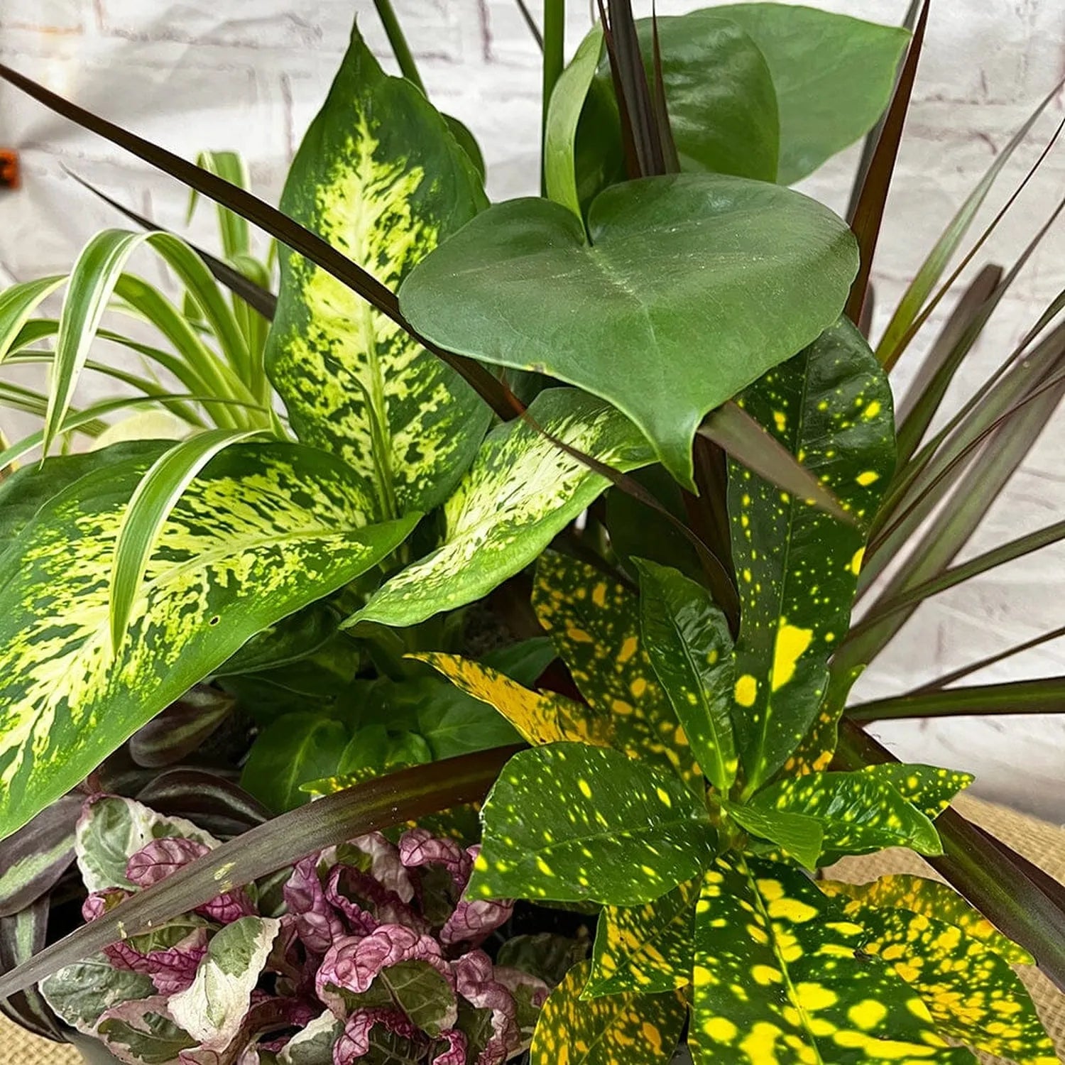 9 leaf pot plants 9x Houseplant Collection in 9cm Pots – Plants For All Seasons