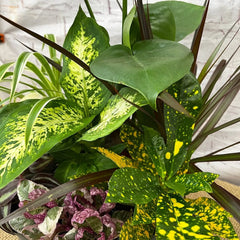 9x Houseplant Collection in 9cm Pots