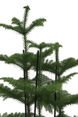 120 - 140cm Norfolk Pine Christmas Tree Araucaria Heterophylla 24cm Pot House Plant