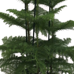120 - 140cm Norfolk Pine Christmas Tree Araucaria Heterophylla 24cm Pot House Plant
