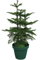 120 - 140cm Norfolk Pine Christmas Tree Araucaria Heterophylla 24cm Pot House Plant